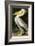 American White Pelican-John James Audubon-Framed Art Print