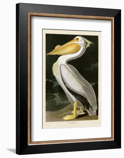 American White Pelican-John James Audubon-Framed Art Print