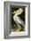 American White Pelican-John James Audubon-Framed Art Print