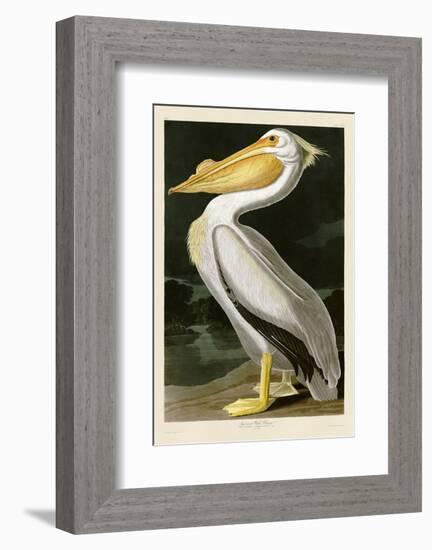 American White Pelican-John James Audubon-Framed Art Print