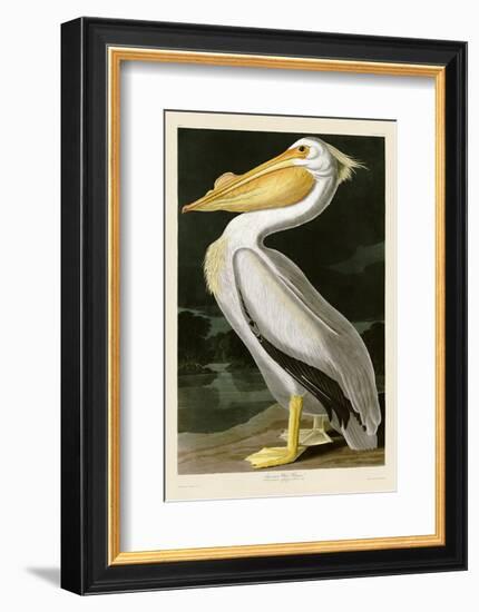 American White Pelican-John James Audubon-Framed Art Print