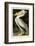 American White Pelican-John James Audubon-Framed Art Print