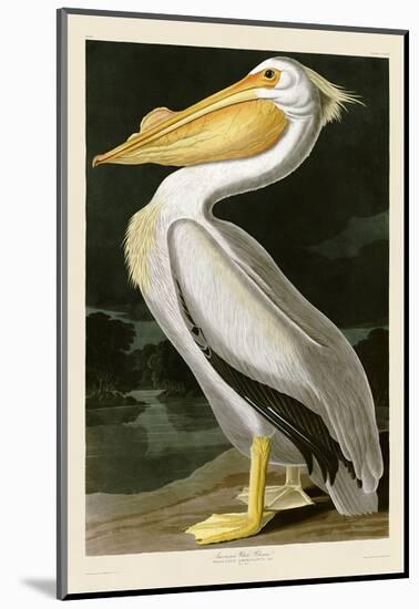 American White Pelican-John James Audubon-Mounted Art Print