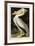 American White Pelican-John James Audubon-Framed Giclee Print