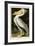 American White Pelican-John James Audubon-Framed Giclee Print