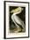 American White Pelican-John James Audubon-Framed Giclee Print