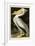 American White Pelican-John James Audubon-Framed Giclee Print