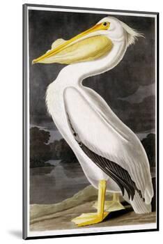 American White Pelican-John James Audubon-Mounted Premium Giclee Print