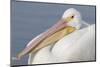 American White Pelican-Lynn M^ Stone-Mounted Photographic Print