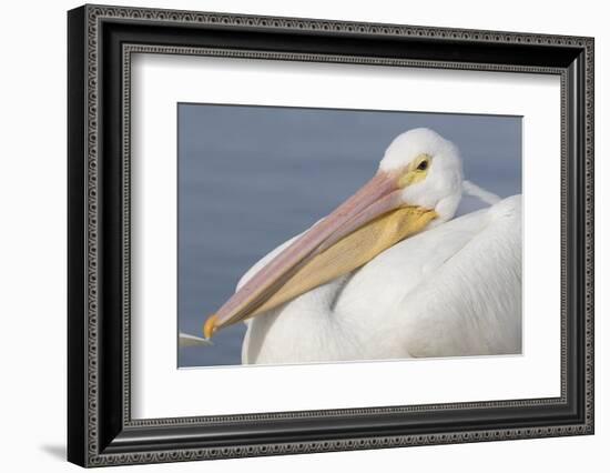 American White Pelican-Lynn M^ Stone-Framed Photographic Print