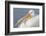 American White Pelican-Lynn M^ Stone-Framed Photographic Print