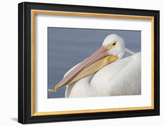 American White Pelican-Lynn M^ Stone-Framed Photographic Print