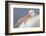 American White Pelican-Lynn M^ Stone-Framed Photographic Print