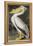 American White Pelican-John James Audubon-Framed Premier Image Canvas