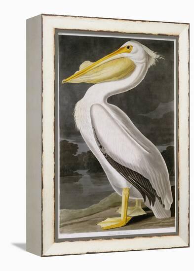 American White Pelican-John James Audubon-Framed Premier Image Canvas