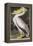 American White Pelican-John James Audubon-Framed Premier Image Canvas