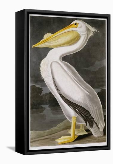 American White Pelican-John James Audubon-Framed Premier Image Canvas