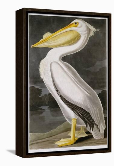 American White Pelican-John James Audubon-Framed Premier Image Canvas