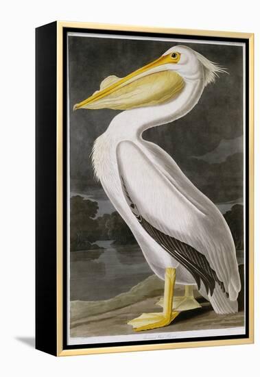 American White Pelican-John James Audubon-Framed Premier Image Canvas