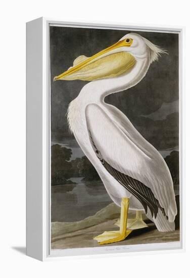 American White Pelican-John James Audubon-Framed Premier Image Canvas