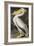 American White Pelican-John James Audubon-Framed Giclee Print