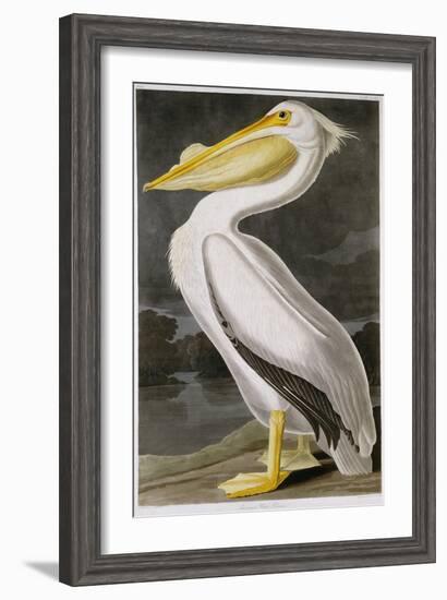 American White Pelican-John James Audubon-Framed Giclee Print