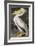 American White Pelican-John James Audubon-Framed Giclee Print