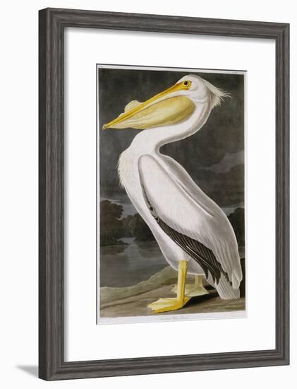 American White Pelican-John James Audubon-Framed Giclee Print