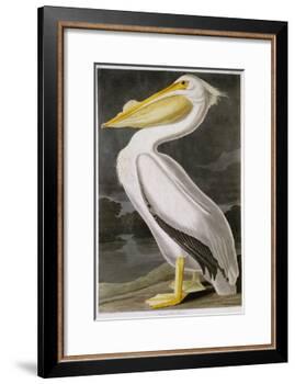 American White Pelican-John James Audubon-Framed Giclee Print