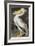 American White Pelican-John James Audubon-Framed Giclee Print