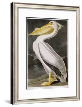 American White Pelican-John James Audubon-Framed Giclee Print