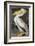 American White Pelican-John James Audubon-Framed Giclee Print