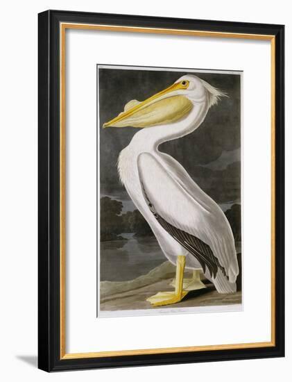 American White Pelican-John James Audubon-Framed Giclee Print