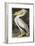 American White Pelican-John James Audubon-Framed Giclee Print