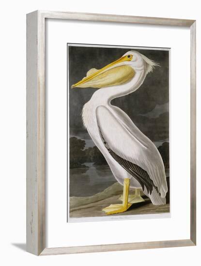 American White Pelican-John James Audubon-Framed Giclee Print