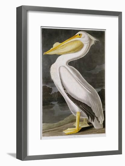 American White Pelican-John James Audubon-Framed Giclee Print