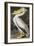 American White Pelican-John James Audubon-Framed Giclee Print