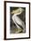 American White Pelican-John James Audubon-Framed Giclee Print