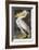 American White Pelican-John James Audubon-Framed Giclee Print