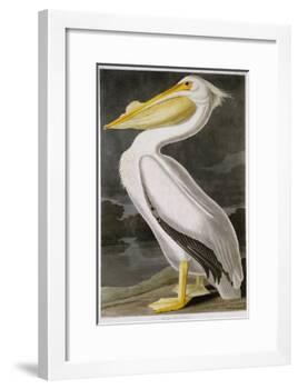 American White Pelican-John James Audubon-Framed Giclee Print