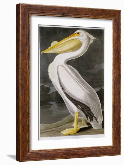 American White Pelican-John James Audubon-Framed Giclee Print