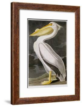 American White Pelican-John James Audubon-Framed Giclee Print