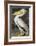 American White Pelican-John James Audubon-Framed Giclee Print