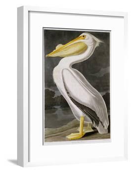 American White Pelican-John James Audubon-Framed Giclee Print