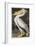 American White Pelican-John James Audubon-Framed Giclee Print