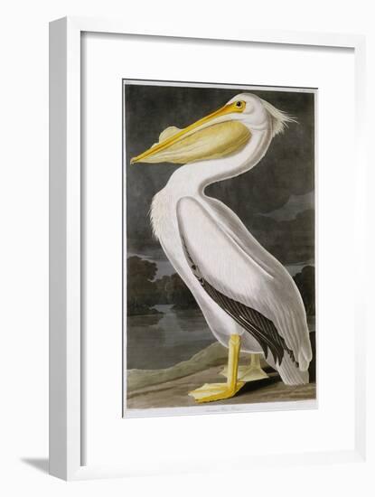 American White Pelican-John James Audubon-Framed Giclee Print