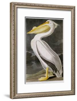 American White Pelican-John James Audubon-Framed Giclee Print
