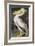 American White Pelican-John James Audubon-Framed Giclee Print