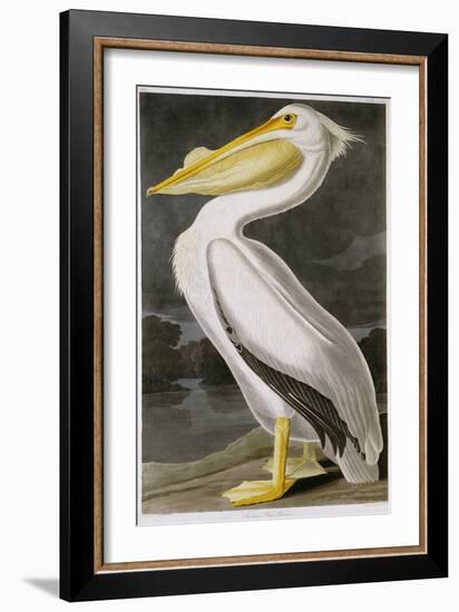 American White Pelican-John James Audubon-Framed Giclee Print