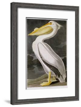 American White Pelican-John James Audubon-Framed Giclee Print